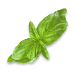 leaves_1.png